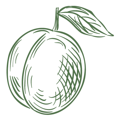 Prestagri-Sud-Services-Taille-Vignes-Travaux-Agricoles-Ramassage-Asperges-Vendanges-Manuelles-Maraichers-Primeurs-Vignerons-Oliviers-Abricots-Melon-Myrtilles-30-34-picto12
